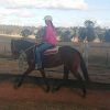 Canterbury TB Mare on HorseYard.com.au