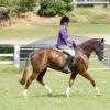 Blingy chestnut mare on HorseYard.com.au