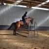 Potential Eventer 5YO TB on HorseYard.com.au