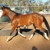 BLINGY TB x Paint Filly on HorseYard.com.au