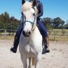 Solid 16hh 13 yo Andulsian on HorseYard.com.au