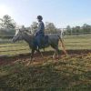 Welsh x qh Grey gelding  on HorseYard.com.au