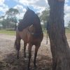 *Serene Eyre*   7yo 17hh TB Gelding on HorseYard.com.au