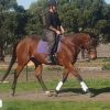 Gentle allrounder on HorseYard.com.au