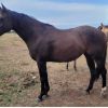 Solid paint bred mare on HorseYard.com.au