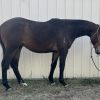 2yo ASH gelding  on HorseYard.com.au