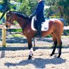 Sold Super athletic allrounder on HorseYard.com.au