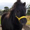 Miniature Horse/Pony Mare on HorseYard.com.au