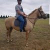 Qh palomino mare on HorseYard.com.au