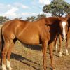 Outstanding broodmare on HorseYard.com.au