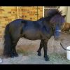 (Urgent sale) Beautiful gentle black stallion on HorseYard.com.au