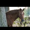 Wanted quiet and safe horse on HorseYard.com.au