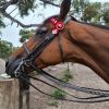 QUALITY MARE on HorseYard.com.au