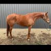 Tb mare  on HorseYard.com.au