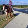 OTTB Mare 16hh 9yr on HorseYard.com.au