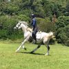 Grey Arabian gelding on HorseYard.com.au