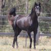 Tall Black Arabian Beauty on HorseYard.com.au