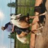 22 yo Palomino stallion for free lease  on HorseYard.com.au