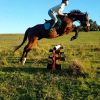 Thoroughbred gelding for sale on HorseYard.com.au