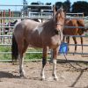 Beautiful PHHA Registered Paint Mare (SOLD PENDING PAYMENT) on HorseYard.com.au