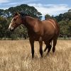 Beautiful 4yo ASHx 15.2hh gelding on HorseYard.com.au