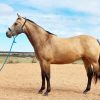 Buckskin mare registered AQH on HorseYard.com.au