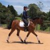 Bay Arabian gelding on HorseYard.com.au