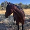 Handsome project standardbred on HorseYard.com.au