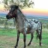 Stunning bay leopard colt...show stud awesome on HorseYard.com.au