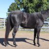 HOMOZYGOUS BLUE ROAN STALLION on HorseYard.com.au