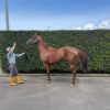 Stunning Nicconi 5Yr Mare Ex Sound Race Horse on HorseYard.com.au