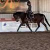 16.2 Bay/Brown Dressage Gelding on HorseYard.com.au