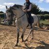 Percheron x warmblood mare on HorseYard.com.au