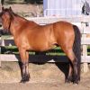 Welsh B Gelding Pony on HorseYard.com.au