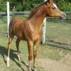 Outstanding Partbred colt/gelding on HorseYard.com.au