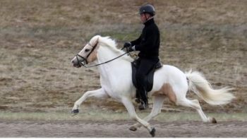 Single Mutation Affects Gaits In Horses