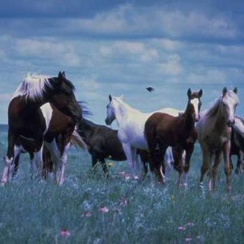 National Horse Forage Survey