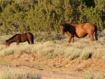 Wild Horses: Call For Protest To Stop Roundups And Kill Buyers