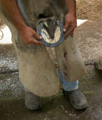 UQ Farrier Program Benefits From Horseshoe Equipment