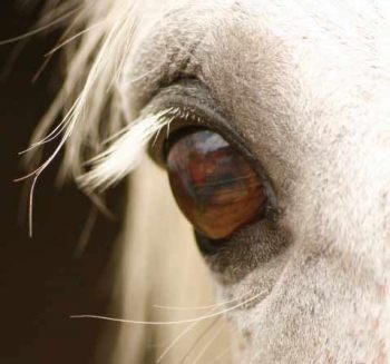 New Study To Investigate Headshaking In Horses