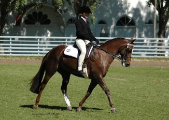 Excitement Building For State Showriding