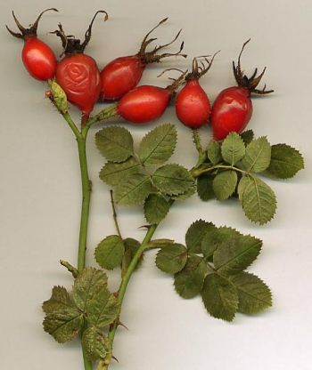 Rosehips - The Brilliant Anti-Oxidant Food For Horses