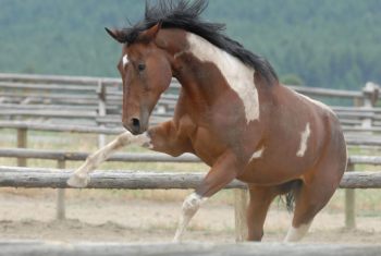 Horses That Freak Out