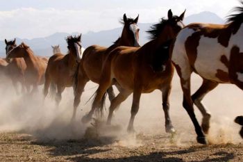 11yo On A Mission To Save America's Wild Horses