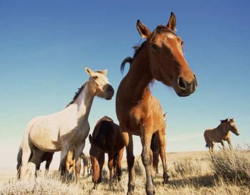 Central Coast Polocrosse Club Seeks Support