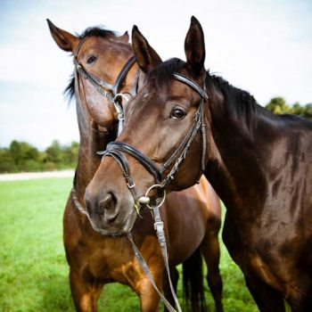 Equestrian Competitors Should Have A Biosecurity Plan In Their Saddlebag